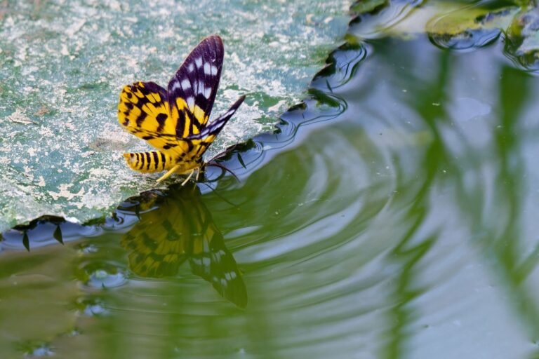 A striking yellow and black butterfly on a leaf, mirrored in tranquil water.
