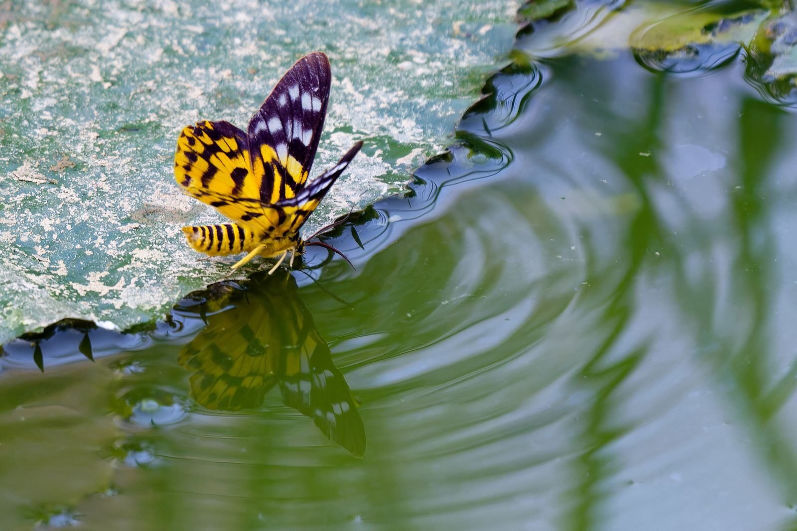 A striking yellow and black butterfly on a leaf, mirrored in tranquil water.